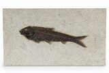 Detailed Fossil Fish (Knightia) - Giant For Species #342455-1